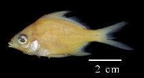 To FishBase images (<i>Diapterus auratus</i>, Colombia, by Duarte, L.O.)