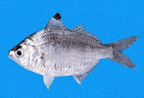 To FishBase images (<i>Diapterus aureolus</i>, Panama, by Robertson, R.)