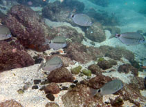To FishBase images (<i>Diplodus bellottii</i>, Senegal, by Wirtz, P.)