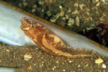 To FishBase images (<i>Diplecogaster bimaculata bimaculata</i>, UK Scotland, by Salesjö, A.)