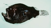 To FishBase images (<i>Diceratias bispinosus</i>, Hawaii, by Randall, J.E.)
