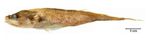 To FishBase images (<i>Diplacanthopoma brachysoma</i>, Brazil, by Fischer, L.G.)
