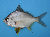 To FishBase images (<i>Diapterus brevirostris</i>, Peru, by Béarez, P.)