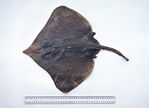 To FishBase images (<i>Dipturus canutus</i>, Australia, by Graham, K.)