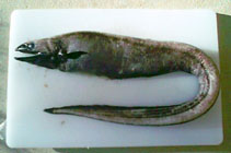 To FishBase images (<i>Diastobranchus capensis</i>, by Yau, B.)
