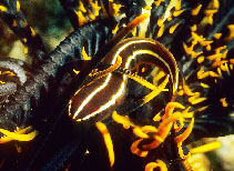 Image of Discotrema crinophilum (Crinoid clingfish)