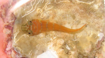 To FishBase images (<i>Diplecogaster tonstricula</i>, Senegal, by Wirtz, P.)