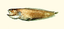 Image of Porocephalichthys dasyrhynchus (Shaggy cusk)