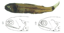 Image of Diaphus dumerilii (Dumeril\