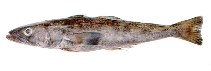 To FishBase images (<i>Dissostichus eleginoides</i>, by INIDEP)