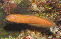 To FishBase images (<i>Diancistrus fuscus</i>, Philippines, by Allen, G.R.)