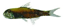 To FishBase images (<i>Diaphus garmani</i>, by JAMARC)