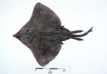 To FishBase images (<i>Dipturus grahami</i>, Australia, by Graham, K.)