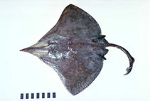 To FishBase images (<i>Dipturus gudgeri</i>, Australia, by Graham, K.)