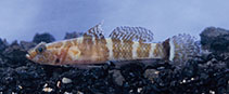 To FishBase images (<i>Didogobius helenae</i>, Canary Is., by Van Tassell, J.)