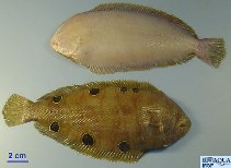 To FishBase images (<i>Dicologlossa hexophthalma</i>, by Garcia-Franco, M.)
