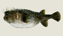 To FishBase images (<i>Diodon hystrix</i>, Fiji, by Winterbottom, R.)