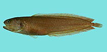 To FishBase images (<i>Dinematichthys iluocoeteoides</i>, Thailand, by Winterbottom, R.)