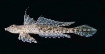 To FishBase images (<i>Diplogrammus infulatus</i>, Saudi Arabia, by Randall, J.E.)