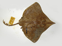 To FishBase images (<i>Dipturus innominatus</i>, New Zealand, by Duffy, C.)