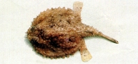 Image of Dibranchus japonicus (Japanese seabat)
