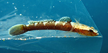 To FishBase images (<i>Didogobius kochi</i>, Cape Verde, by Wirtz, P.)