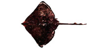 To FishBase images (<i>Dipturus kwangtungensis</i>, Chinese Taipei, by The Fish Database of Taiwan)