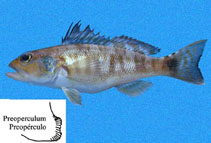 Image of Diplectrum labarum (Highfin sand perch)