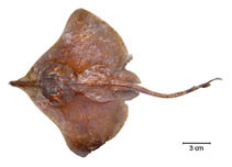To FishBase images (<i>Dipturus leptocauda</i>, Brazil, by Fischer, L.G.)