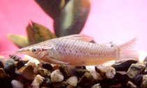 Image of Dianema longibarbis (Porthole catfish)