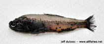 To FishBase images (<i>Diaphus luetkeni</i>, by Dubosc, J.)
