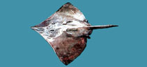 To FishBase images (<i>Dipturus macrocauda</i>, Chinese Taipei, by The Fish Database of Taiwan)