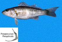 To FishBase images (<i>Diplectrum macropoma</i>, Panama, by Robertson, R.)