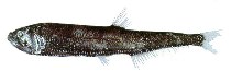 To FishBase images (<i>Diplophos maderensis</i>, by JAMARC)