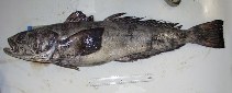 To FishBase images (<i>Dissostichus mawsoni</i>, Antarctica, by Sala, A.)