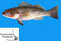 To FishBase images (<i>Diplectrum maximum</i>, Panama, by Robertson, R.)