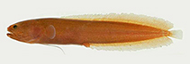 To FishBase images (<i>Didymothallus mizolepis</i>, Australia, by W. Schwarzhans & P. R. Møller)