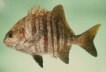 To FishBase images (<i>Coracinus multifasciatus</i>, South Africa, by Randall, J.E.)