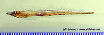 To FishBase images (<i>Diplospinus multistriatus</i>, by Dubosc, J.)
