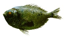 To FishBase images (<i>Diretmoides parini</i>, by JAMARC)