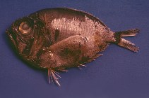 To FishBase images (<i>Diretmoides pauciradiatus</i>, Trinidad Tobago, by Ramjohn, D.D.)