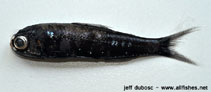 To FishBase images (<i>Diaphus perspicillatus</i>, by Dubosc, J.)