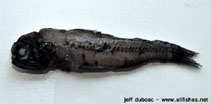 To FishBase images (<i>Diaphus phillipsi</i>, by Dubosc, J.)