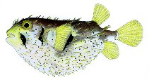 To FishBase images (<i>Dicotylichthys punctulatus</i>, by Yau, B.)