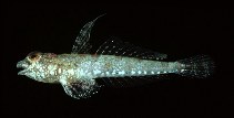 To FishBase images (<i>Diplogrammus pygmaeus</i>, Saudi Arabia, by Randall, J.E.)