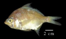 To FishBase images (<i>Diapterus rhombeus</i>, Colombia, by Duarte, L.O.)
