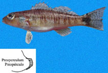 To FishBase images (<i>Diplectrum rostrum</i>, Panama, by Robertson, R.)