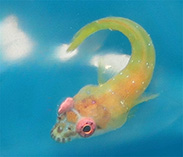 Image of Diplecogaster roseioculus (Pink-eye clingfish)