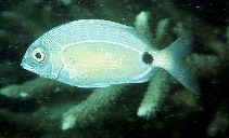 To FishBase images (<i>Diplodus kotschyi</i>, Qatar, by Randall, J.E.)