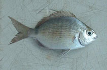 To FishBase images (<i>Diplodus sargus ascensionis</i>, Ascension I., by Hook, T.J.)